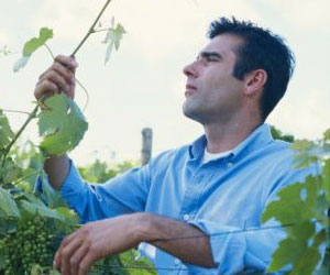 Man Examining Plant