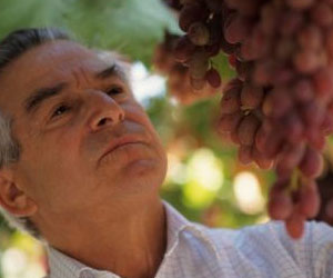 Man Looking at Grapes